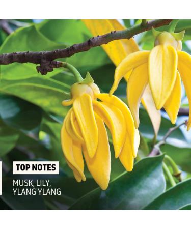 Ph.y Eau de toilette Fragrance Spray for Men 50ml - Active - Buy Online on GoSupps.com