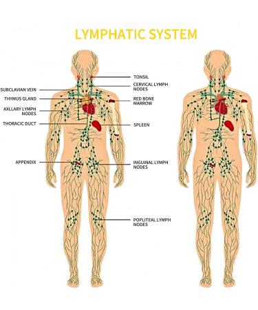 4 Packs Ginger Massage Oil for Lymphatic Drainage 100% Pure Natural Essential Oil - 30ml - Buy Online on GoSupps.com