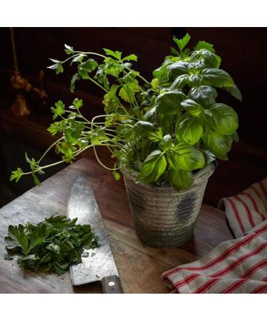 Northern Lights 64713 Herban Garden Kaffir Lime & Oregano - 12 oz | Premium Herbs for International Shipping - Buy Online on GoSupps.com