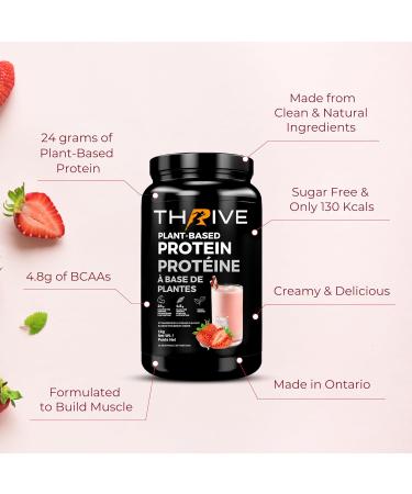 Plant-Based Protein | Vegan Protein Powder Strawberries & Cream | Thrive Protein | 1kg (30 servings) Strawberries & Cream 1 kg (Pack of 1) - Buy Online on GoSupps.com