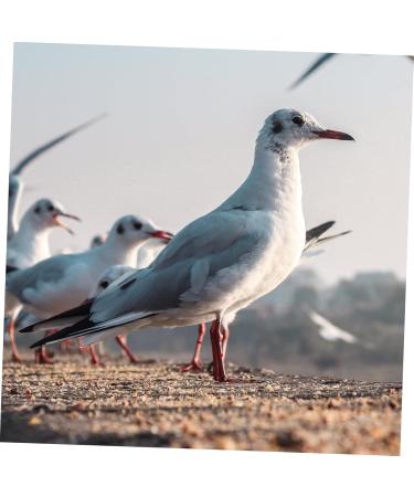 Beavorty 300 Pcs Pigeon Anklet Where Labels Bird Opening Feet Opening Pigeon Ring Plastic Clip Baby Poultry 1.3X1.3CMx3pcs Redx3pcs - Buy Online on GoSupps.com