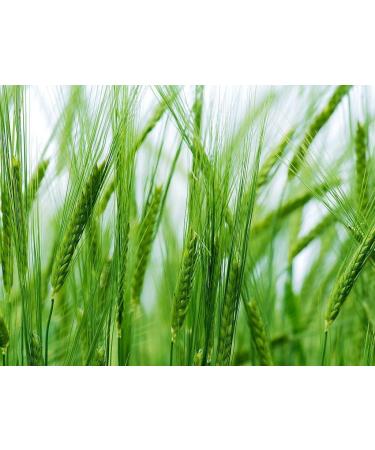 Organic Pearl Barley 3 Pounds - Non-GMO, Kosher, Vegan, Cooks Faster than Hulled Barley, Rich in Fiber & Selenium - Ideal for Risotto, Soup, Salads, Stews - 3 lb Pack - Buy Online on GoSupps.com