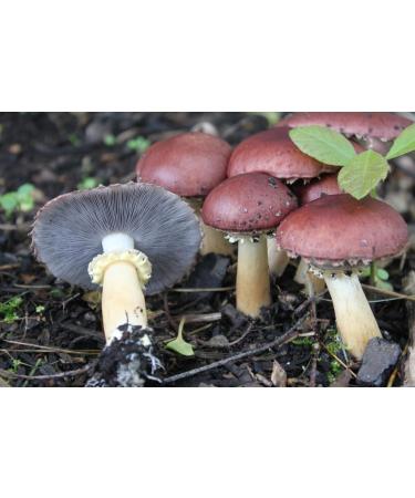 Wine Cap | Live Liquid Mushroom Culture Syringe | Premium Genetics | Commercial Grade | Medicinal Mushroom | Rich in Vitamine D | Contamination Free | Grow at Home | LABSIDE Industries - Buy Online on GoSupps.com