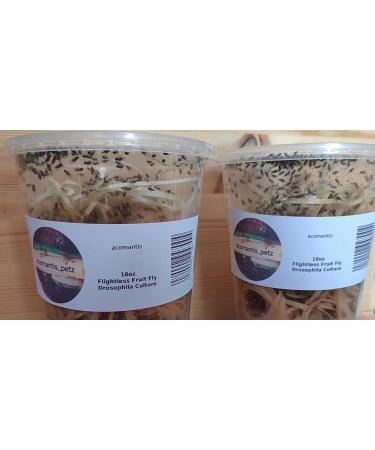 acomantis 2x16oz double-pack Flightless Fruit Flies Live Food (Drosophila Culture) - Buy Online on GoSupps.com