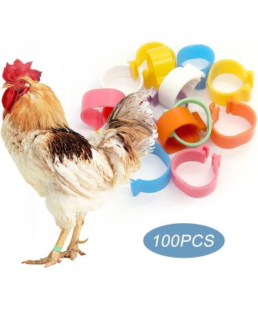 100 Bird Identification Rings - Pigeon Footrings Parrot Leg Bands & Poultry Marking Tape - 8mm Clamping Rings for Chickens Quail & More - Buy Online on GoSupps.com