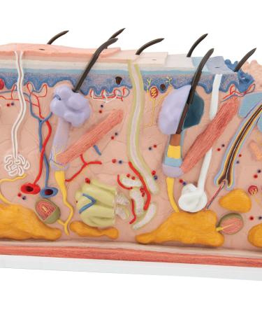 3B Scientific J13 Skin Block Model 70 Times Full-Size 17.3-Inchx9.4-Inchx9.1-Inch - Buy Online on GoSupps.com