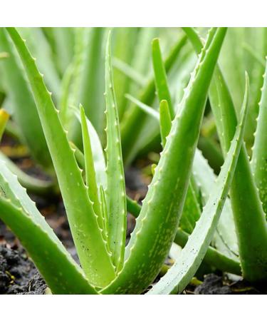 Aromatics International Aloe Vera Gel 4fl-oz Organic Cold-Pressed Pure Moisturizing Gel for Skin Hydrating & Soothing Natural Skincare Solution 4 Fl Oz (Pack of 1) - Buy Online on GoSupps.com