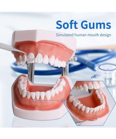 Dental Teeth Model Removable Tooth Teach Practice Model Teeth Model Includes 32Pcs Teeth for Practicing Restorative Techniques Come with A Small Screwdriver - Buy Online on GoSupps.com