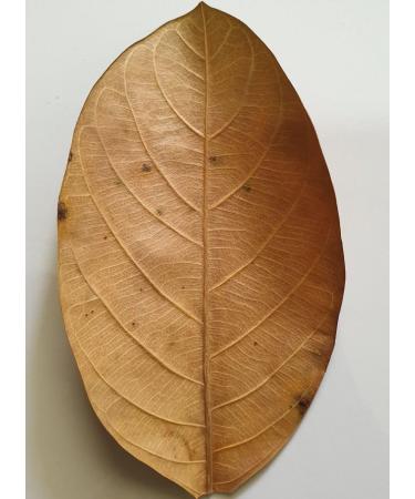 Exquisite Premium Ceylon Jackfruit Leaves (Pack of 25) - Ideal for Culinary and Decorative Uses - Handpicked Quality Straight from the Tropics.