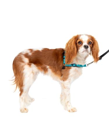 Petsafe Easy Walk Deluxe harness tear-resistant running dishes for dogs padded design including 1.8 m leash small-ocean blue/black