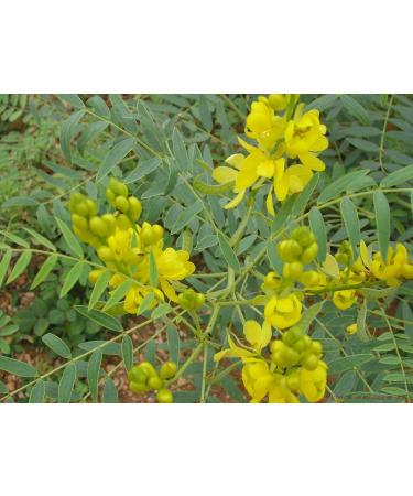 Powder of Scent | Nilavarai | Cassia Angustifolia | Sonamukhi 100 g - Buy Online on GoSupps.com