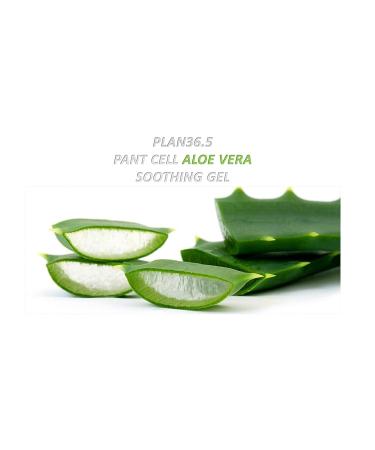 Aloe Vera 100% Soothing Gel Tube 260ml - Natural Skin Care Solution - Buy Online on GoSupps.com