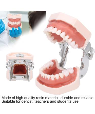 Typodontic Denture Model with Removable Teeth - Dental Anatomy Tool for Oral Practice & Preparation | 28 Tooth Simulation - Buy Online on GoSupps.com