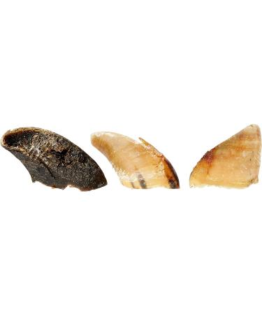 Hollings Plain Hooves Dog Treats 100% Natural & Air Dried Cow Hoof Long-Lasting Durable Chew Treats for Adult Dogs High in Protein (25 Loose) Plain 25 count (Pack of 1) - Buy Online on GoSupps.com