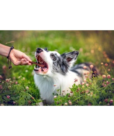 OGF Dental Hygiene for Dogs - 100% Natural - Teeth Brushing Aid - Natural Treats OGF (S) - Buy Online on GoSupps.com