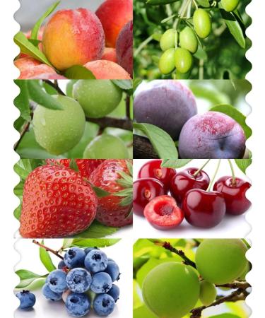 Sour and Sweet Plum Snacks Canned Preserved Plum Snacks Fruit Snacks Dried Plum Cherries and Strawberry Fruits Prunes Healthy Snack Gift Candies Sweets Dessert (Dried Strawberry 130g 2cans) Dried Strawberry 130g 2cans - Buy Online on GoSupps.com