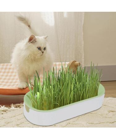 Cat Grass Set - Hydroculture Plant Container for Cats | Dirt-Free Odorless Anti-Grave Design & Easy Planting - Available in 3 Colors - Buy Online on GoSupps.com