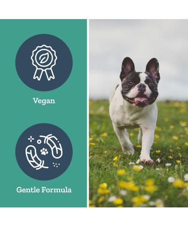 Herbal Dog Co Body Boost Dog Multivitamin Herbal Blend 250ml - Dog Vitamins & Supplements for Dogs & Puppies - All-Natural Vegan Made in UK Body Boost 250 ml (Pack of 1) - Buy Online on GoSupps.com