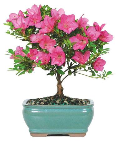 Brussel's Bonsai Live Satsuki Azalea Outdoor Bonsai Tree-5 Years Old 6" to 8" Tall with Decorative Container, Small Azalea Small Spring Bloomers