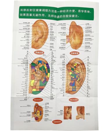 Buy Versatile Ear Acupuncture Model - PVC with Clear Lettering | Soft & Flexible for Home Lessons - International Shipping Available - Buy Online on GoSupps.com