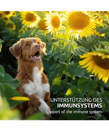 AniForte Dog with Cistus Rose Powder 100g - Natural Cistus Powder Cistus incanus infection blocker with vitamins Cistus strengthens the immune system and promotes metabolism - Buy Online on GoSupps.com