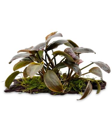 Lagenandra meeboldi Red on Driftwood for Aquariums