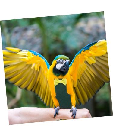 MipCase 5-Pack Flying Bird Diapers | Parrot & Pigeon Clothing | Cotton Flight Suits for Small Birds - 17x9cm - Buy Online on GoSupps.com