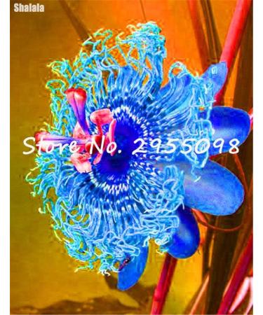 SEMI PLAT Firm-Offerta Speciale! Impianto al coperto Passion Misto semi di Fiore raro semi di frutta variet completa il germogliamento tasso del 95% Migliore Regalo 100pcs 8 - Buy Online on GoSupps.com