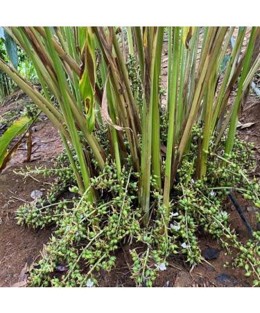 FreshSpice Green Cardamom Pods (500g) | Harvested directly from the farms of Kerala and lab tested for purity - Buy Online on GoSupps.com