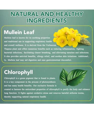 Mullein Leaf Extract for Lungs Mullein Drops for Lungs Mullein Chlorophyll Drops for Lungs Mullein Herbal Supplements with Chlorophyll (2Pack) 1 Fl Oz (Pack of 2) - Buy Online on GoSupps.com