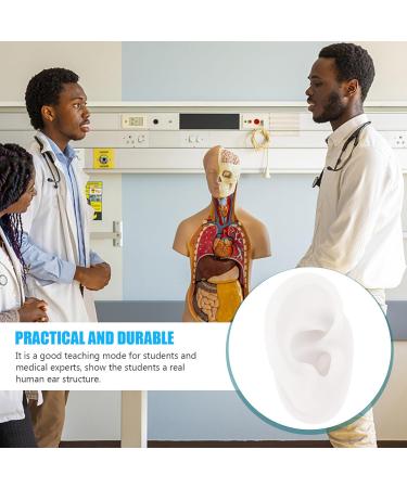 High-Quality Silicone Ear Mold for Piercing Practice - Realistic Fake Ear Model | International Shipping Available - Buy Online on GoSupps.com