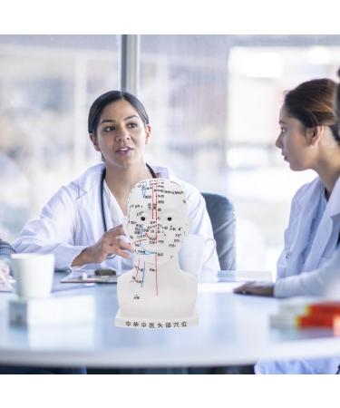 High-Quality Gleavi Acupuncture Point Model - Human Head Massage Model - PVC Acupuncture Head Model 22x12x8cm for Effective Head Massage - Buy Online on GoSupps.com