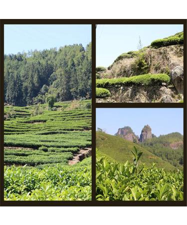 250g de th Oolong chinois Tikuanyin Th Vert Anxi Tie Guan Yin Naturel - Buy Online on GoSupps.com