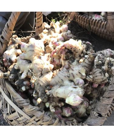 Organic Candied Ginger 940g | Bio-Certified Fair Trade | 100% Natural High-Quality Treat | Les Papoteuses - Buy Online on GoSupps.com