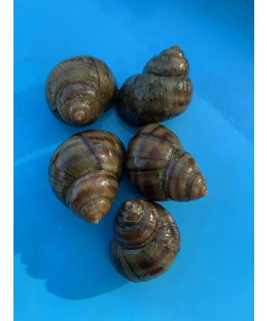A piece of nature in the pond - marsh snails for a clean garden pond (3 marsh snails)
