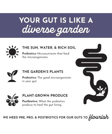 Elderberry Lemonade 3 In 1 Probiotic Complex 30 Stick Drink Mix with Prebiotics Probiotics & Postbiotics 5 Billion CFU Spore Strains + Lemon Extract Immune Gut & Digestive Support - Buy Online on GoSupps.com