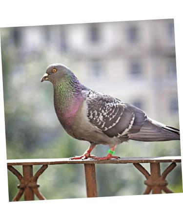 Amosfun 200 Pcs Pigeon Anklet Baby Things Baby Supplies Bird Ring Foot Ring for Pigeon to Open Xuan Feng 1.3X1.3CMx2pcs Greenx2pcs - Buy Online on GoSupps.com