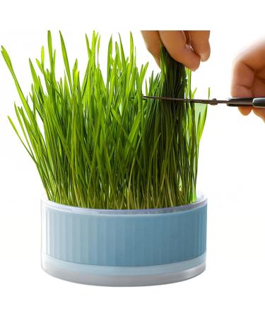 Anulely Cat Grass Plant Container - Earth-Free Sprouter Tray for Indoor Cats & Pets | Stylish Blue Planting Box for Home D cor - Buy Online on GoSupps.com