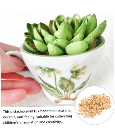 NUOBESTY Pistachios 1 Pistachio Shell Craft for Kids Crafts Supplies for Kids Handmade Supplies Turkey Child Natural As Shown 2X1.2CM - Buy Online on GoSupps.com