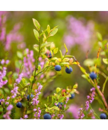 Earthbreath Miel brut de fleurs de prairie 900 g Biologique pur non pasteuris et non filtr Superaliments sains dulcorant naturel pour la cuisine le caf le th le jus les boissons - Buy Online on GoSupps.com