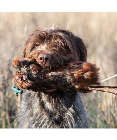 Romneys Pheasant Dummy 500g | Real Plumage & Feather Training Dummy for Hunting Dogs | Floatable Wild Dummy - Buy Online on GoSupps.com
