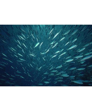 Bom Petisco Sardines in Olive Oil 6 x 120 g | Premium Quality from Portugal | Rich in Omega-3x - Buy Online on GoSupps.com