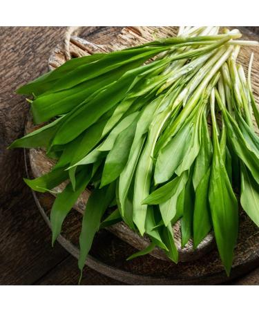 Buy Organic Wild Garlic Leaves 125g | 100% Natural Additive-Free | Premium Quality from Controlled Organic Cultivation - Buy Online on GoSupps.com