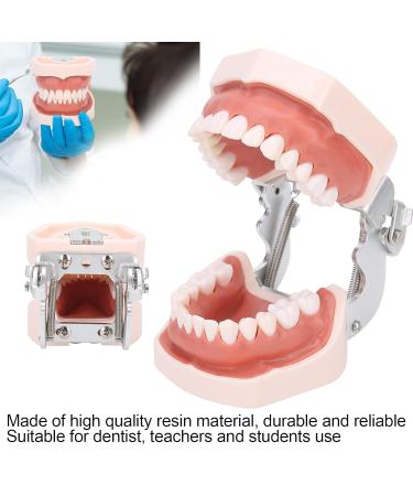 Removable Tooth Model for Dental Education | Simulation Teeth Restoration & Bridge Implants Teaching Aid - Buy Online on GoSupps.com