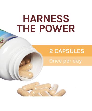 Fungi Perfecti Mesima 60 Veggie Caps - Immune Support & Wellness Supplement - Buy Online on GoSupps.com