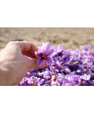 SAFRAN EXPERTE SAFRAN 1 gram in can best quality premium long threads intensive aroma SAFFRON - Buy Online on GoSupps.com