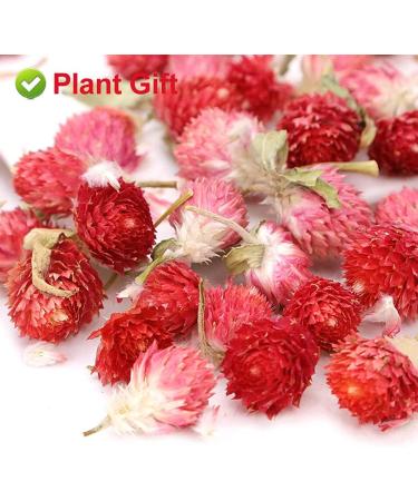 PlantGift Dried Red Artful Plum Tea 30G/1oz - Gluten-Free Non-GMO Dried Flowers Herbs Kit for Bath Soap Making Dry Flowers - Buy Online on GoSupps.com