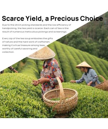 HQZM Premium Mist Cloud Green Tea 500g 1764oz PriQingming Loose Leaf Tea Strong Aroma Ideal for Gifting - Buy Online on GoSupps.com