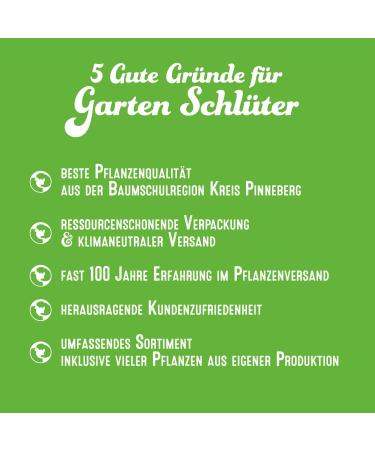Buy White Currant 'Weiße Versailler ' Bush in Container - Premium Quality for International Shipping - Buy Online on GoSupps.com