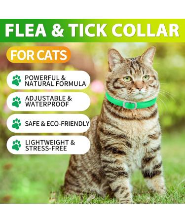 Cat Collar Set of 4 - 48cm - Stylish Green & Yellow Design for International Shipping - Buy Online on GoSupps.com